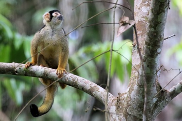 Bolivian Black-capped Squirrel Monkey (Saimiri boliviensis)