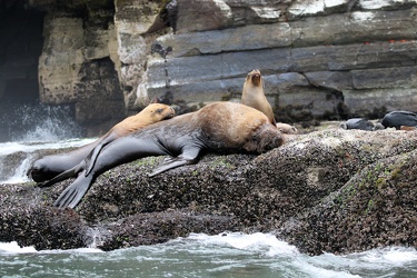 South American Sea Lion (Otaria flavescens)