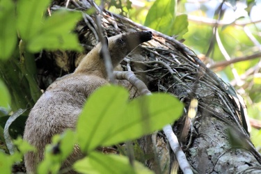 Southern Tamandua (Tamandua tetradactyla)