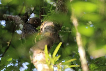 White-bellied Pygmy Marmoset (Cebuella pygmaea)
