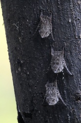 Proboscis Bat (Rhynchonycteris naso)