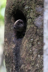 Yellow-crowned Brush-tailed Rat (Isothrix bistriata)
