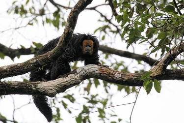Monk Saki Monkey (Pithecia monachus)