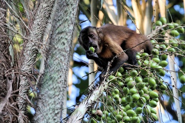 Large-headed Capuchin (Sapajus macrocephalus)