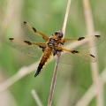 Fireplettet Libel (Libellula quadrimaculata) portræt