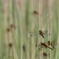 Fireplettet Libel (Libellula quadrimaculata) i mængder