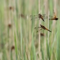 Fireplettet Libel (Libellula quadrimaculata) i mængder