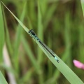 Huevandnymfe (Coenagrion armatum)