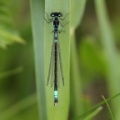 Huevandnymfe (Coenagrion armatum)