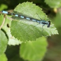 Spydvandnymfe (Coenagrion hastulatum)
