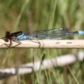 Rødøjet Vandnymfe (Erythromma najas)