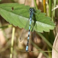 Spydvandnymfe (Coenagrion hastulatum)