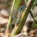 Spydvandnymfe (Coenagrion hastulatum) i parring