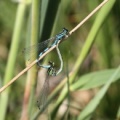 Spydvandnymfe (Coenagrion hastulatum) i parring