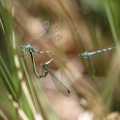 Spydvandnymfe (Coenagrion hastulatum) i parring
