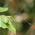 Flagermusvandnymfe (Coenagrion pulchellum) fortærer et mindre insekt