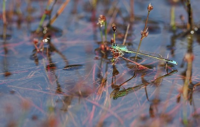 Lille Farvevandnymfe (Ischnura pumilio)