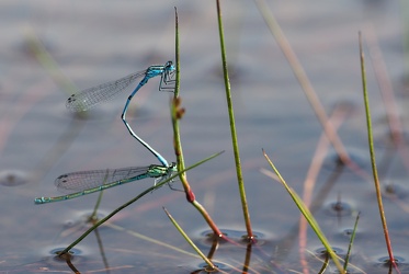 Hesteskovandnymfer (Coenagrion puella) i parring
