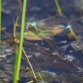 Lille Farvevandnymfe (Ischnura pumilio)
