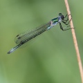 Sortmærket Kobbervandnymfe (Lestes dryas)