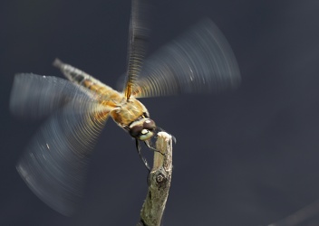 Fireplettet Libel (Libellula quadrimaculata)