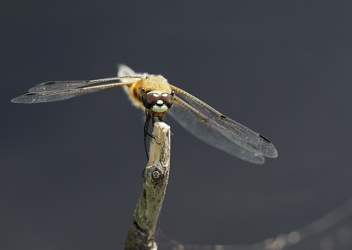 Fireplettet Libel (Libellula quadrimaculata)