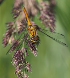 Blodrød Hedelibel (Sympetrum sanguineum), Ballerum