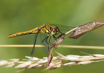 Blodrød Hedelibel (Sympetrum sanguineum), Ballerum