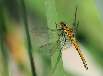 Blodrød Hedelibel (Sympetrum sanguineum), Ballerum
