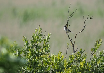 Rørspurv, Han Vejle