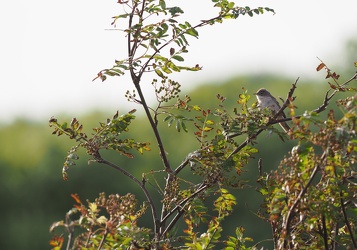 Tornsanger, Han Vejle