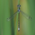 Sortmærket Kobbervandnymfe (Lestes dryas) 