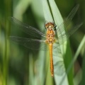 Blodrød Hedelibel (Sympetrum sanguineum)