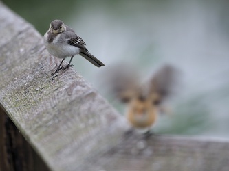 Hvid Vipstjert og Skægmejse