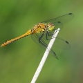 Blodrød Hedelibel (Sympetrum sanguineum)