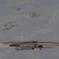 Stor Farvevandnymfe (Ischnura elegans)
