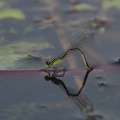 Stor Farvevandnymfe (Ischnura elegans)
