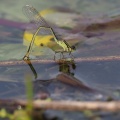 Stor Farvevandnymfe (Ischnura elegans)