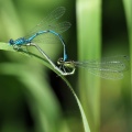 Hesteskovandnymfe (Coenagrion puella) 