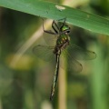 Glinsende Smaragdlibel (Somatochlora metallica)