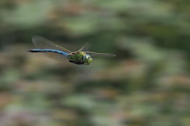 Stor Kejserguldsmed (Anax imperator)