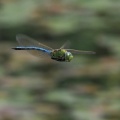 Stor Kejserguldsmed (Anax imperator)
