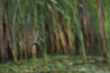Stor Kejserguldsmed (Anax imperator)
