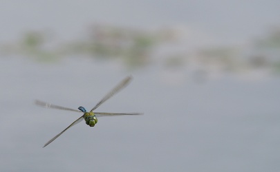 Stor Kejserguldsmed (Anax imperator)
