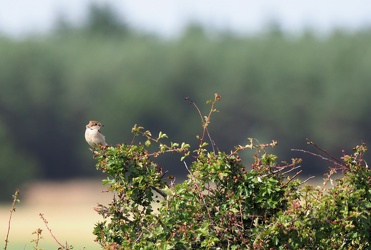 Rødrygget Tornskade