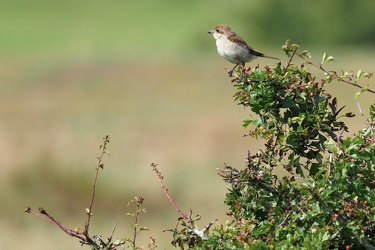Rødrygget Tornskade