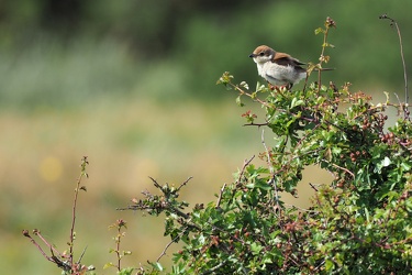 Rødrygget Tornskade