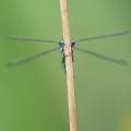 Almindelig Kobbervandnymfe (Lestes sponsa)