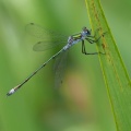 Almindelig Kobbervandnymfe (Lestes sponsa)