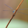 Almindelig Kobbervandnymfe (Lestes sponsa)